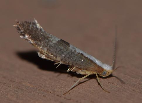 Argyresthia spinosella